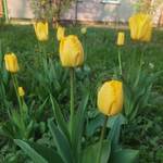 żołte tulipany