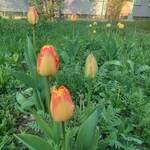 Kilka pomarańczowych tulipanów