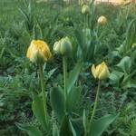nie do końca rozwinięte żółte tulipany